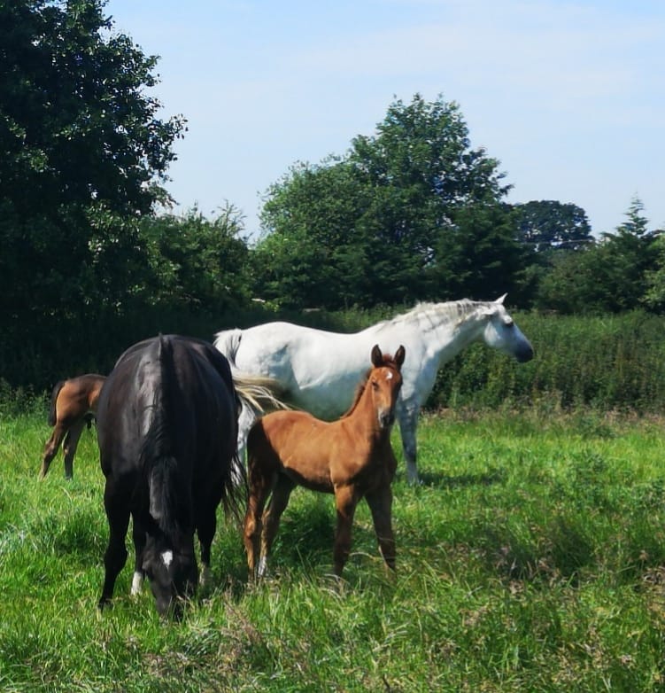 Warmblood Foals